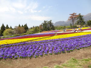 くじゅう花公園
